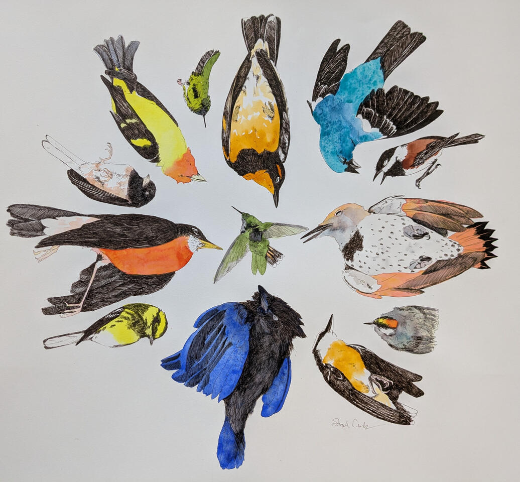 An arrangement of various native birds (depicted deceased) of Washington State. Ink and watercolor.