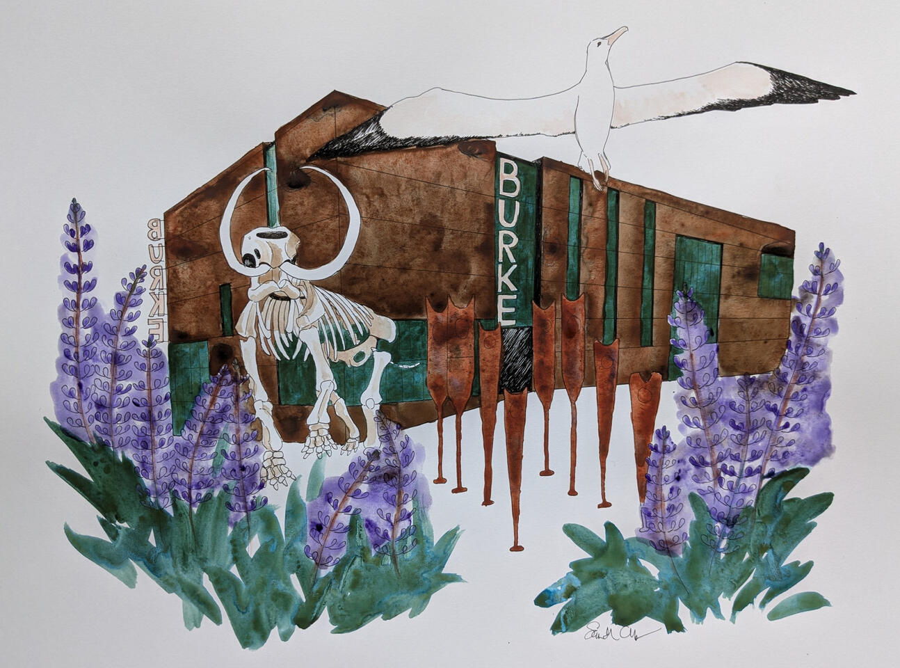 The Burke Museum as seen from the entrance to the building, featuring superimposed mastodon skeleton and albatross. Ink and watercolor.