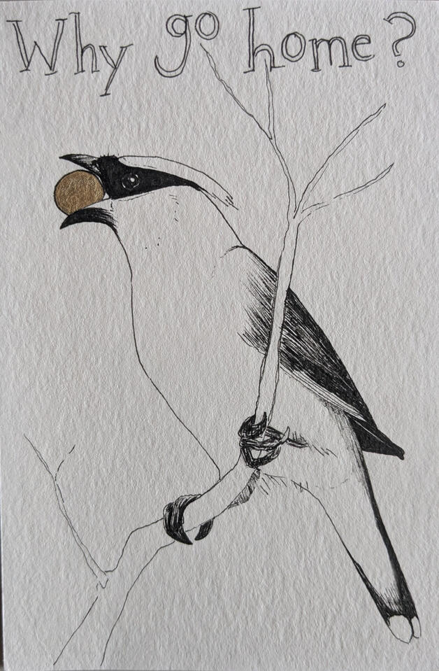 Inked cedar waxwing holding a golden berry in its beak. Handlettered text reads "Why go home?"