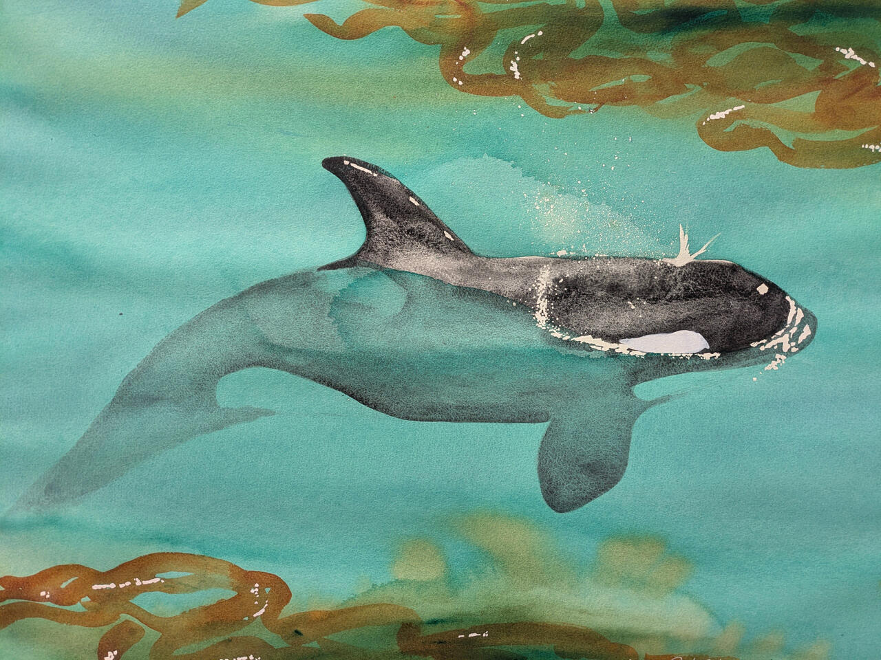 Partially submerged orca on turquoise water, with bull kelp. Watercolor.
