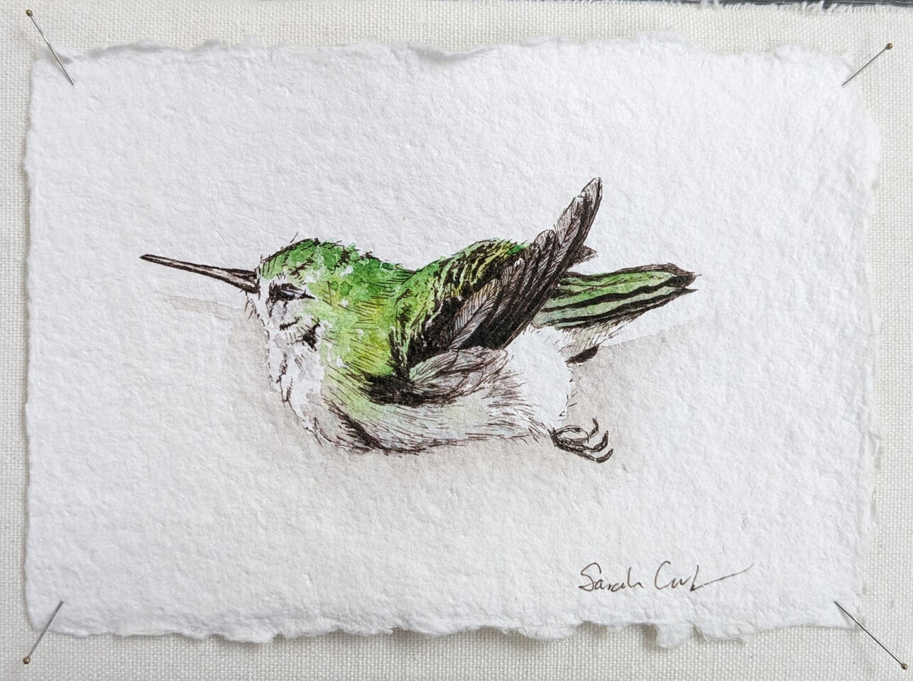 Very detailed ink and watercolor image of a deceased hummingbird. Presented on very rough paper with a deckled edge, pinned to a linen backing.
