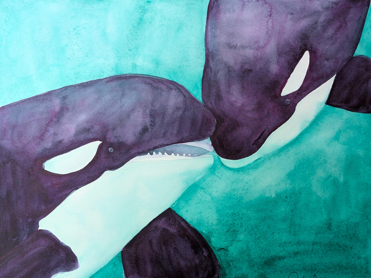 A pair of orcas in an intimate space with each other, face to face. Watercolor.